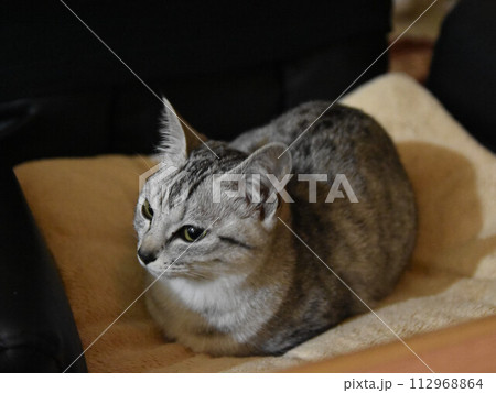 猫 112968864