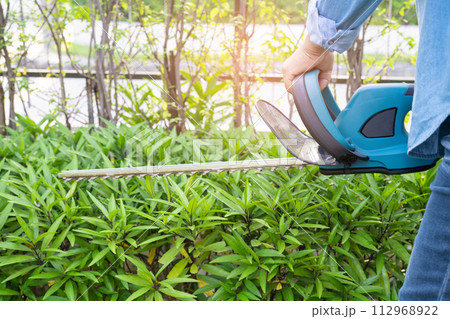 Woman taking care and growing plants, Hobby planting home garden, ornamental pruning. 112968922