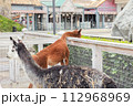 Two alpacas in contact zoo 112968969