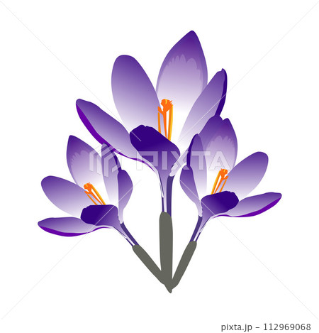 Vector set of violet crocus flowers with leaves isolated on white. Cartoon first spring flowers in line used for magazine, poster, web pages. Vector set of violet crocus flowers with leaves isolated on white. Cartoon first spring flowers in line used for magazine, poster, web pages. 112969068