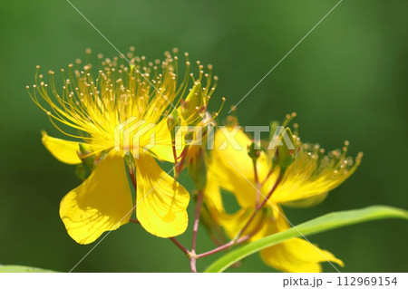 金糸のような長い雄しべの花 金糸のような長い雄しべの花 112969154