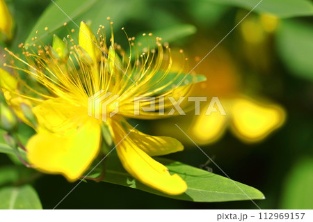 金糸のような長い雄しべの花 金糸のような長い雄しべの花 112969157