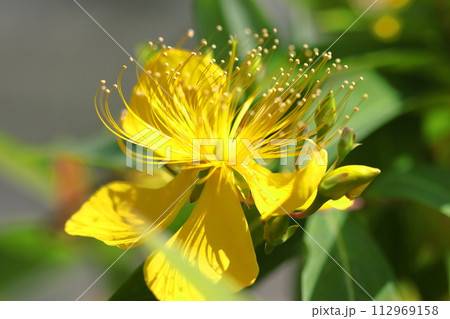 金糸のような長い雄しべの花 金糸のような長い雄しべの花 112969158