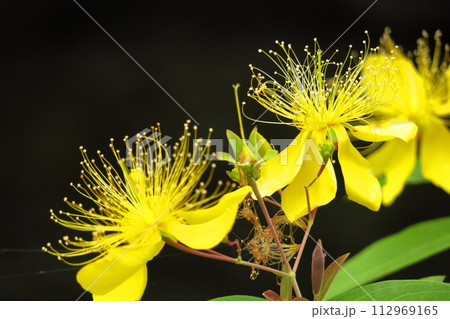 金糸のような長い雄しべの花 112969165