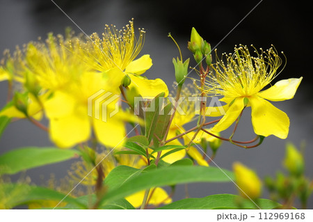金糸のような長い雄しべの花 112969168