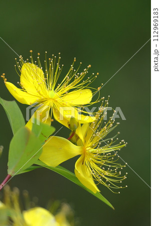 金糸のような長い雄しべの花 112969183