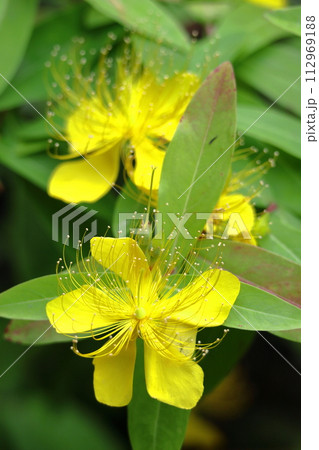 金糸のような長い雄しべの花 金糸のような長い雄しべの花 112969188