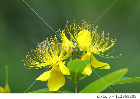 金糸のような長い雄しべの花 112969189