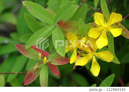 金糸のような長い雄しべの花 金糸のような長い雄しべの花 112969191