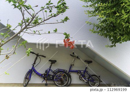 南国の花と青い自転車 南国の花と青い自転車 112969199