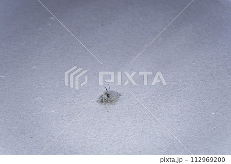 久米島の砂浜で生活するスナガニ類 久米島の砂浜で生活するスナガニ類 112969200