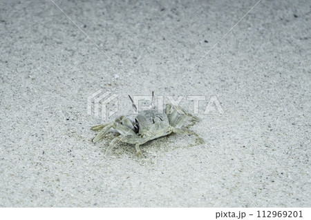 久米島の砂浜で生活するスナガニ類 久米島の砂浜で生活するスナガニ類 112969201