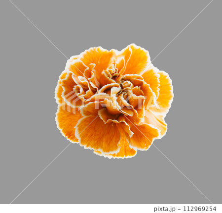 オレンジの花 ハロウィン カーネーション 切り抜き オレンジの花 ハロウィン カーネーション 切り抜き 112969254