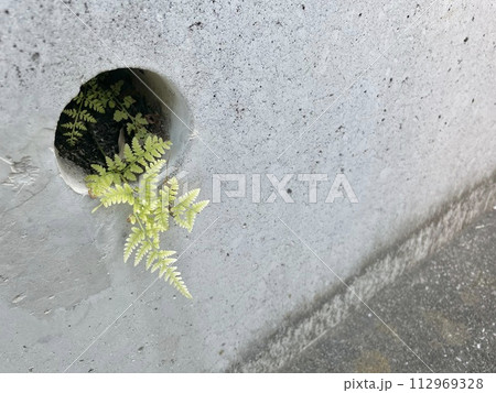 コンクリートの隙間から生える植物 コンクリートの隙間から生える植物 112969328