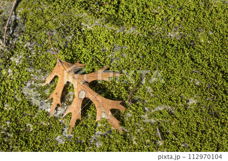 Beautiful green moss on the floor, moss closeup, macro. Beautiful background of moss for wallpaper. Beautiful green moss on the floor, moss closeup, macro. Beautiful background of moss for wallpaper. 112970104