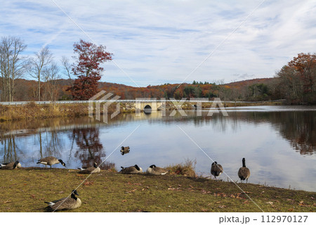Canada geese on a lake during migration, resting in a park in New York State 112970127