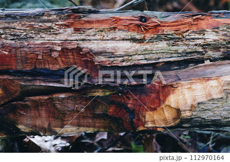 Creative brown wood texture hewn with an ax 112970164
