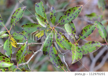Damaged leaf with Leaf spot disease. Mountain laurel, leaf spots, caused by Phyllosticta Kalmicola. Damaged leaf with Leaf spot disease. Mountain laurel, leaf spots, caused by Phyllosticta Kalmicola. 112970201