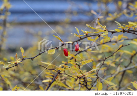 Branch of Japan Burberry or Berberis With Reaper Red Fruits. Yellow autumn leaves in the background Branch of Japan Burberry or Berberis With Reaper Red Fruits. Yellow autumn leaves in the background 112970203