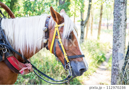 Horse head with harness 112970286
