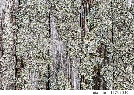 Creative background from wooden planks covered with lichen Creative background from wooden planks covered with lichen 112970302
