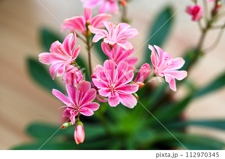 淡紅色の花 植物 工場 112970345