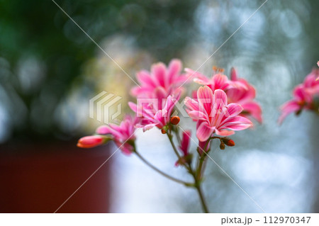 淡紅色の花 植物 工場 112970347