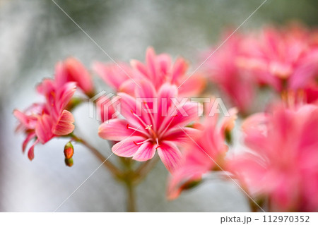 淡紅色の花 植物 工場 112970352