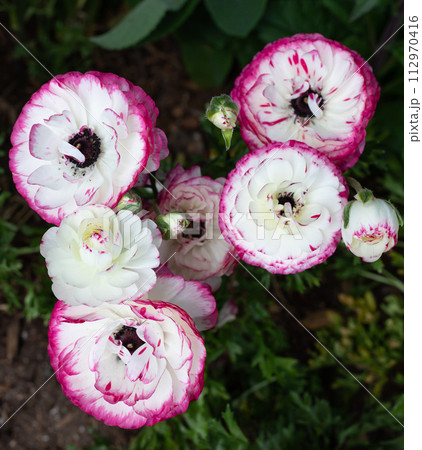 Closeup White And Purple Rimmed Persian Buttercup Flowers Or Ranunculus Asiaticus Outdoors In Garden Or Plant Nursery. Vertical Plane Botany, Floriculture. High Quality Photo 112970416