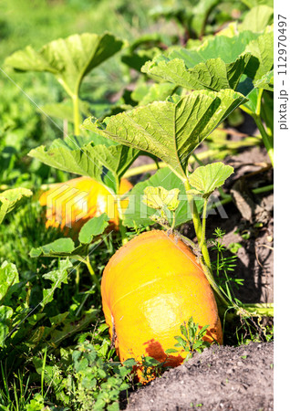 Big orange pumpkin with big green leaves grows at the vegetable garden 112970497
