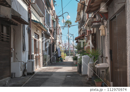 熱海市 シュロの木と生活道路 熱海市 シュロの木と生活道路 112970974