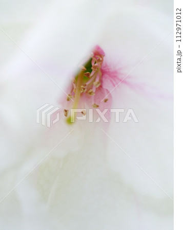緑の桜 御衣黄桜のクローズアップイメージ 緑の桜 御衣黄桜のクローズアップイメージ 112971012
