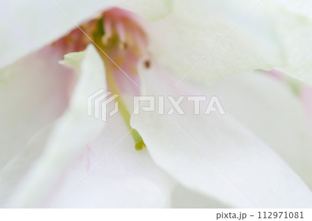緑の桜 御衣黄桜のクローズアップイメージ ~3:2バージョン 緑の桜 御衣黄桜のクローズアップイメージ ~3:2バージョン 112971081