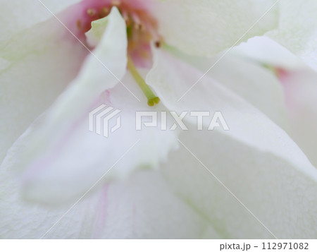 緑の桜 御衣黄桜のクローズアップイメージ 緑の桜 御衣黄桜のクローズアップイメージ 112971082