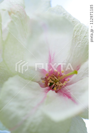 緑の桜 御衣黄桜のクローズアップイメージ ~3:2バージョン 緑の桜 御衣黄桜のクローズアップイメージ ~3:2バージョン 112971185