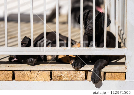 Dog kennel with caught street dogs. 112971506