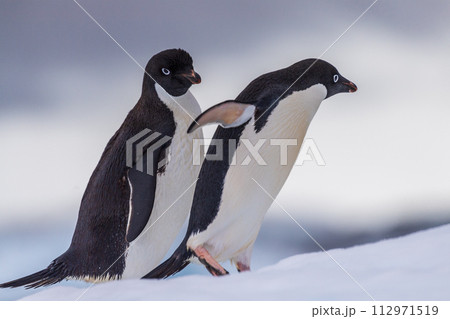 Adelie Penguin standing on an iceberg 112971519