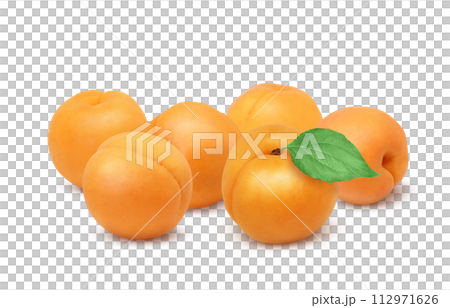 Anzu illustration realistic Anzu illustration realistic 112971626