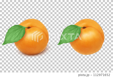 あんずのイラスト リアル あんずのイラスト リアル 112971652