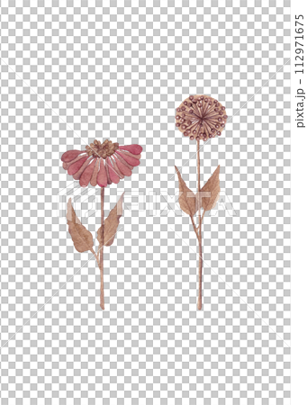 A pair of wildflowers. Floral watercolor illustrations in brown tones A pair of wildflowers. Floral watercolor illustrations in brown tones 112971675