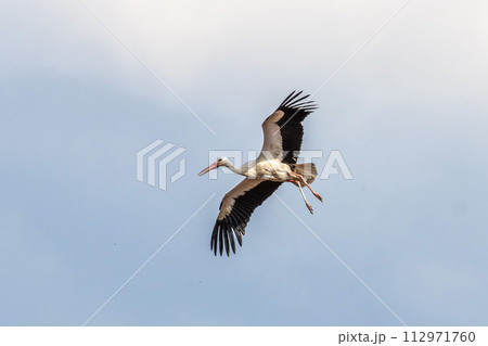 White Stork, Ciconia ciconia on the nest in Oettingen, Swabia, Bavaria, Germany, Europe White Stork, Ciconia ciconia on the nest in Oettingen, Swabia, Bavaria, Germany, Europe 112971760