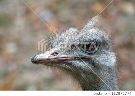 The common ostrich, Struthio camelus, or simply ostrich The common ostrich, Struthio camelus, or simply ostrich 112971774
