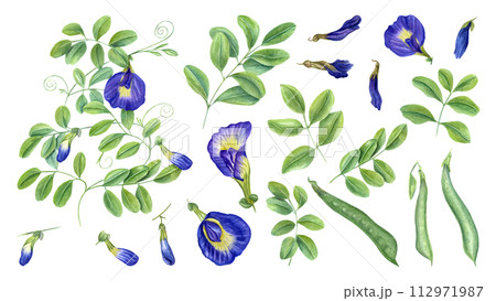 Climbing blue clitoria ternatea in full bloom. Green leaves, flowers, buds. Dried flower, pod, leaf. Bending branches of Asian plant. Butterfly pea flower. Watercolor illustration isolated on white. 112971987