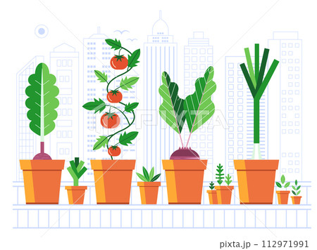 Growing Vegetables on Balcony Urban Garden 112971991