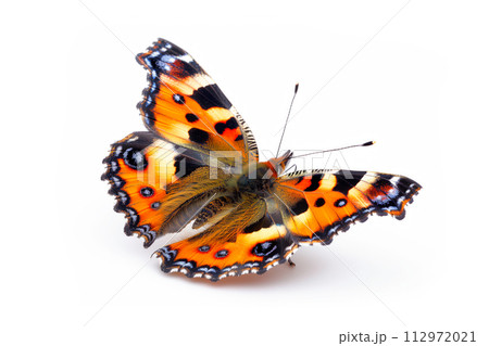 Beautiful Small Tortoiseshell butterfly isolated on a white background with clipping path 112972021