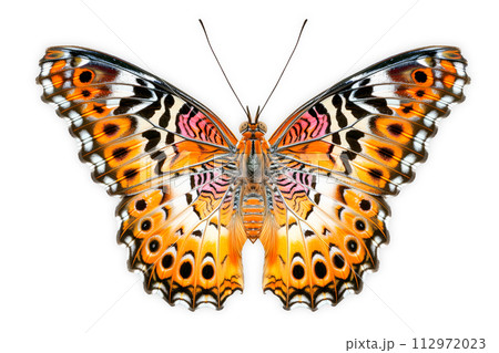 Beautiful Real Cethosia Hypsea malay Lacewing butterfly isolated on a white background with clipping path 112972023