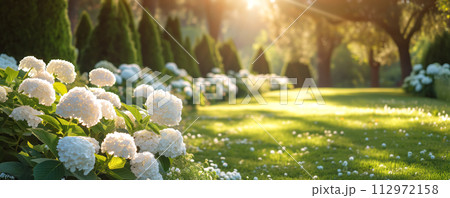 Panoramic view of the beautiful coniferous garden with blooming hydrangeas. 112972158