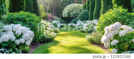 Panoramic view of the beautiful coniferous garden with blooming hydrangeas. Panoramic view of the beautiful coniferous garden with blooming hydrangeas. 112972160