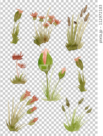 Wildflowers and plants in watercolor. Flower clip-art 112972183