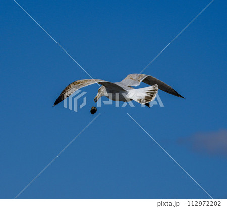 かもめが貝を落とす 112972202